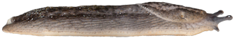 Arion circumscriptusGRÅSIDIG SKOGSSNIGEL5,1 × 30,3 mm